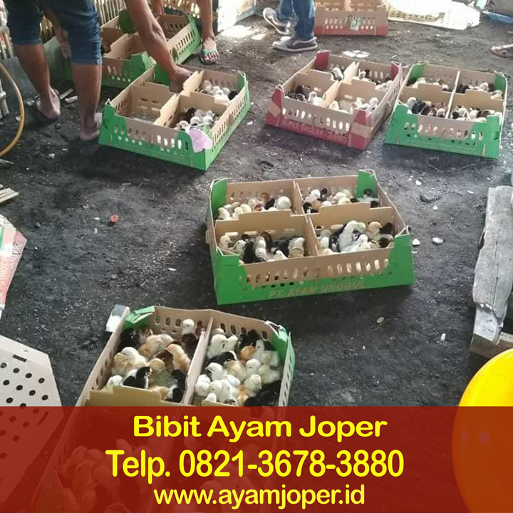 Jual Doc Ayam Kampung Super Payakumbuh Jual Doc Ayam Kampung Super Payakumbuh