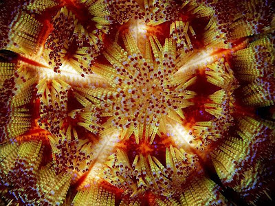 Beautiful Star Fish Seen On www.coolpicturegallery.us