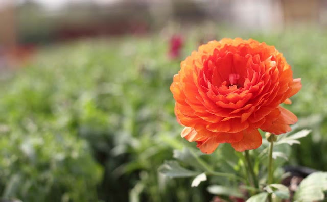 Persian Buttercup Flowers Pictures