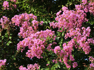 百日紅の樹の花