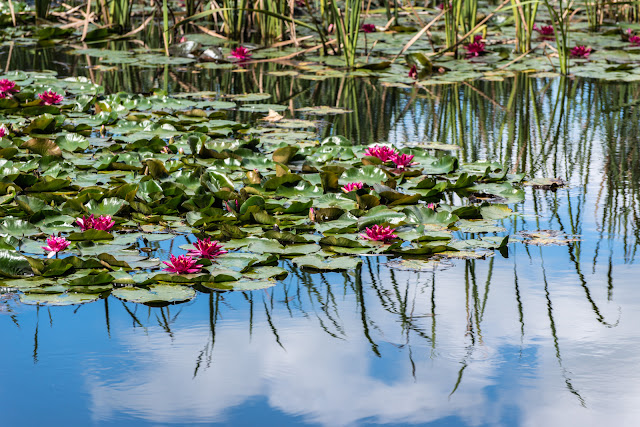 lily pad reflections Lake Te Koutu Cambridge