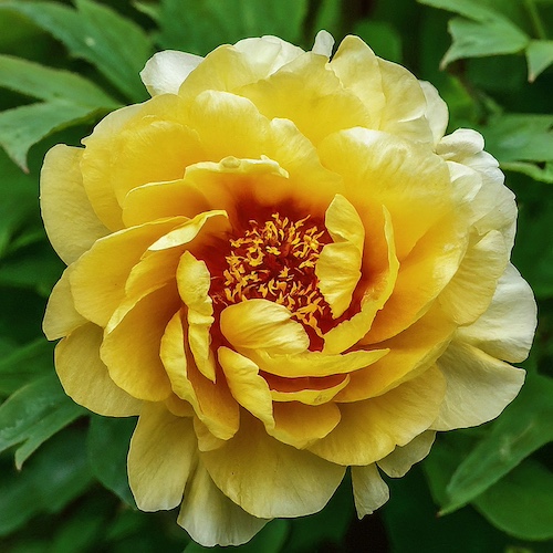 Peony Bloom