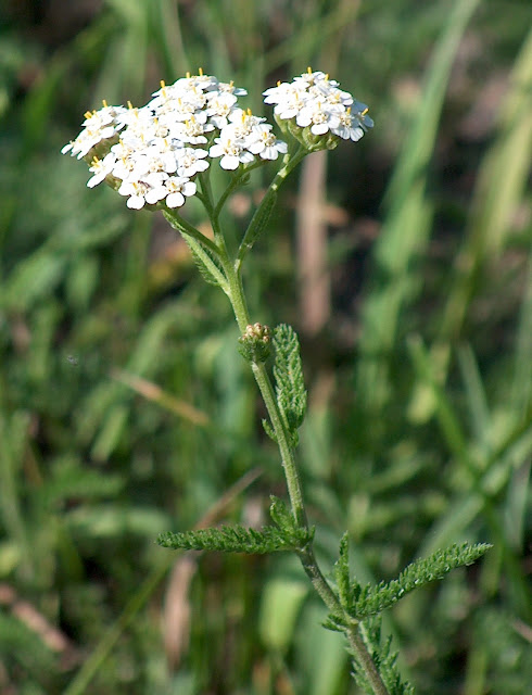 Civanperçemi (Achillea millefolium)