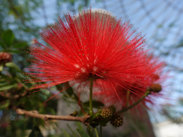 とっとり花回廊　オオベニゴウカン（大紅合歓）