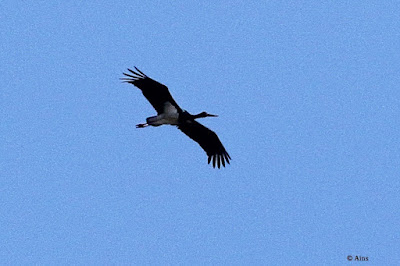 "Black Stork - Ciconia nigra, rare winter isitor gracing the Mt Abu Sky."