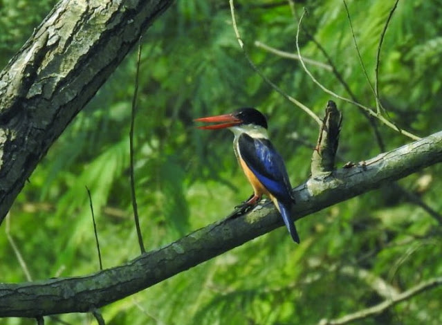 Black-capped Kingfisher was found after 25 years in Koshi Tappu Wildlife Resurve Nepal