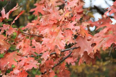 copper-scarlet oak leaves