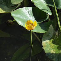 花博記念公園鶴見緑地　自然体験観察園 ため池 コウホネの花