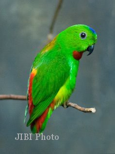 Malay Hanging Parrot  Burung Serindit: Serindit indonesia 