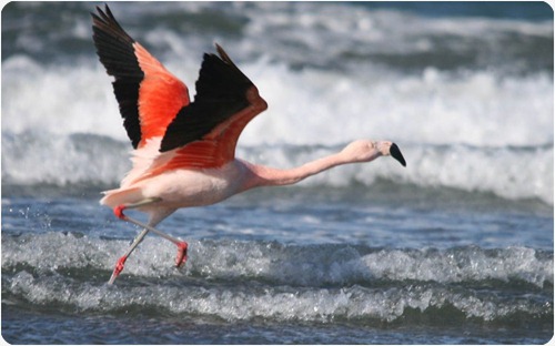 chubut_flamencoaustral