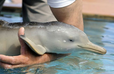 10-Day Old Baby Dolphin Rescued In Uruguay Seen On  www.coolpicturegallery.us