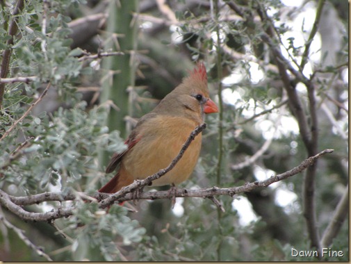 Desert museum_018