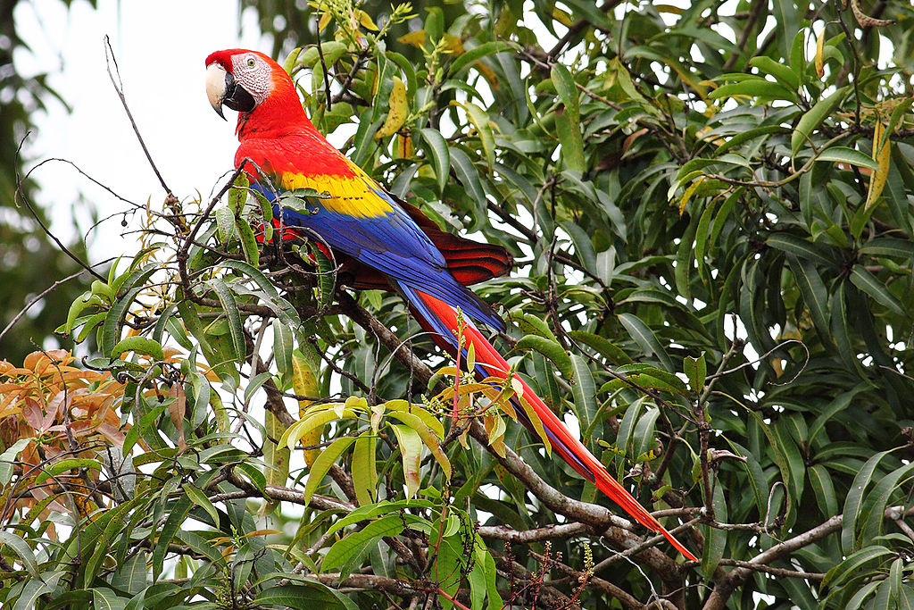 Amazon Rainforest Animals Scarlet Macaw Amazon Rainforest Animals