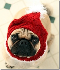 santa dog