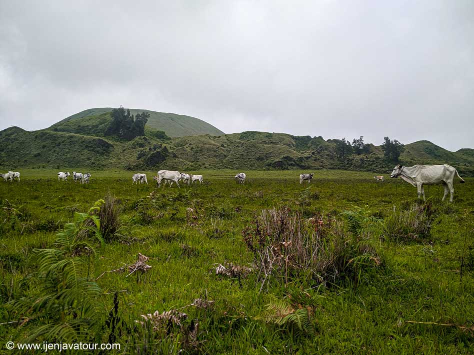 Green Savana Kawah Wurung Bondowoso