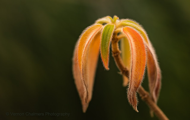 Photography Training Practical Gift Voucher at Kirstenbosch Garden