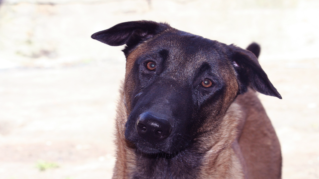 berger malinois