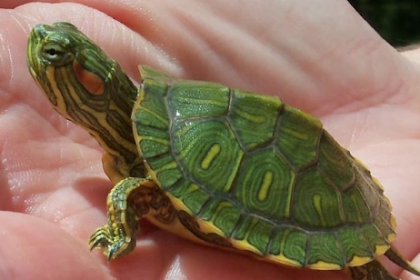 CARA MEMELIHARA KURA KURA BRAZIL
