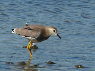 White-Tailed Plover, Seaforth