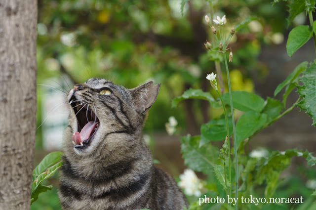 野良猫写真