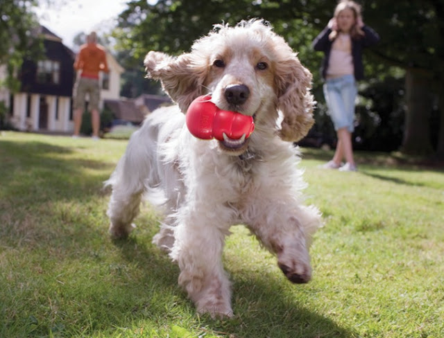 Best Toys for Every Type of Dog