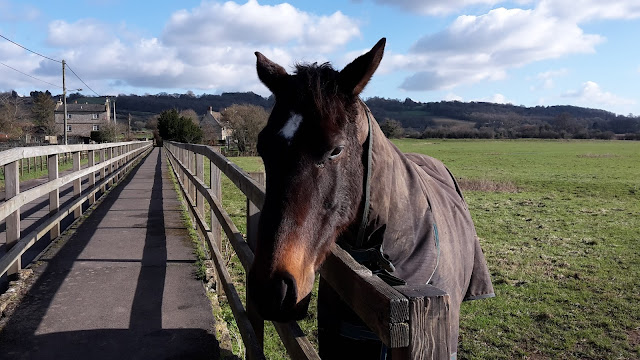 Project 366 2016 day 46 - Lacock horse // 76sunflowers