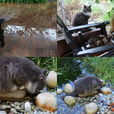 Winter weather for cats