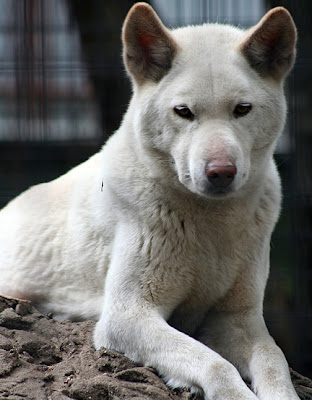 The Dingo, or Warrigal, is a feral domestic dog rather