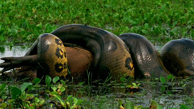 Hasil gambar untuk anaconda terbesar