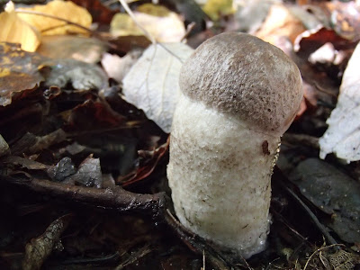 Leccinum duriusculum koźlarz topolowy