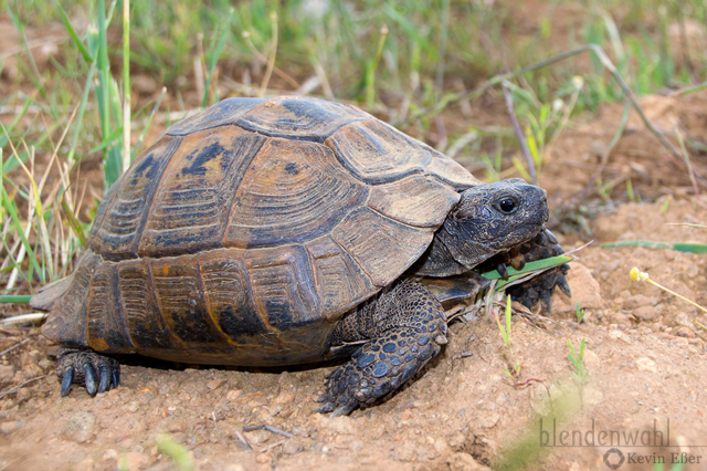 Greek Tortoise - Testudo graeca