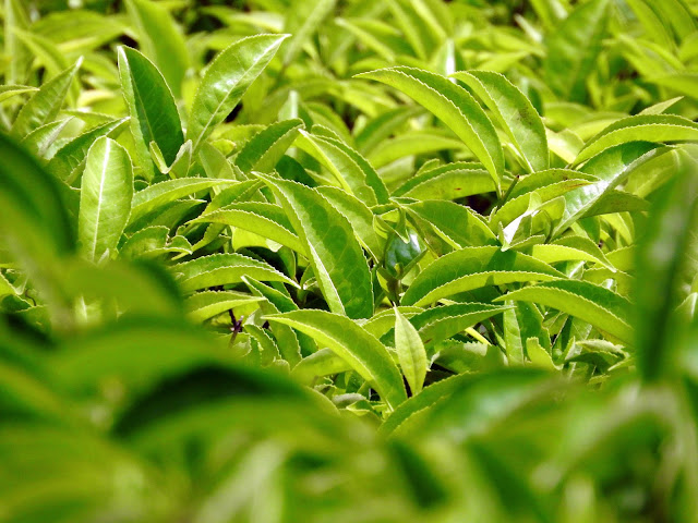 Of tea and all things tea | Makaibari, Kurseong (Darjeeling) - West Bengal, India