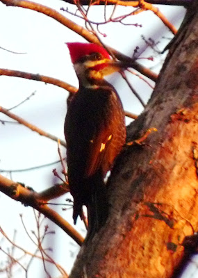 pileated woodpecker