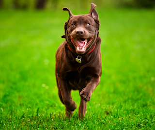 Chocolate Labrador dog running quickly towards the camera on grass