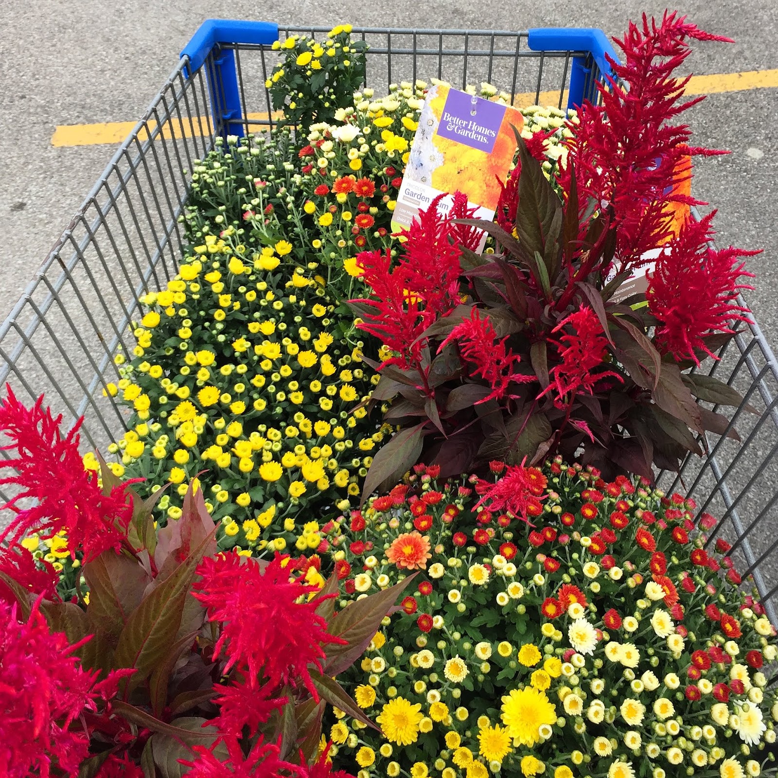 Polka Dotty Place Fall Mums On A Budget