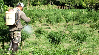 spraying pesticides on vegetables