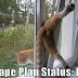 Funny picture of cats fail