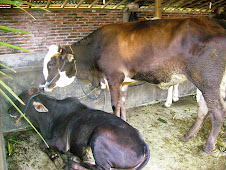 ternak sapi potong kandang sapi tradisional 