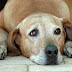 5 Easy Care Tips For Senior Dogs