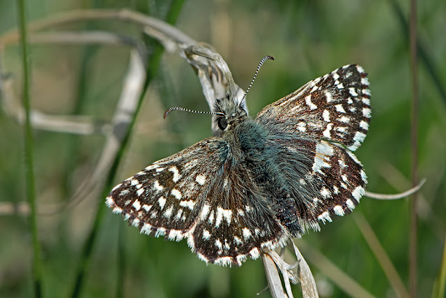Pyrgus malvae the Grizzled Skipper