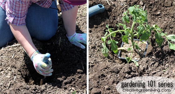 How to plant tomato plants in your garden - dig a hole deeper than the pot