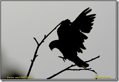 Tropical Birdland - variable light