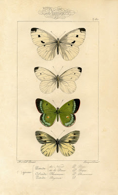 Natural History Printable Image  Moths  Butterflies