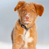 Nova Scotia Duck Tolling Retriever