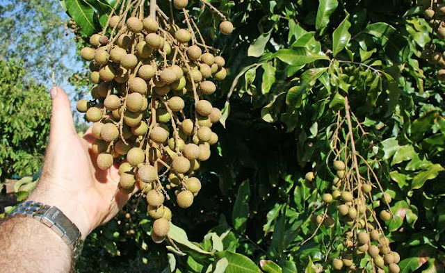 Penjarangan buah kelengkeng