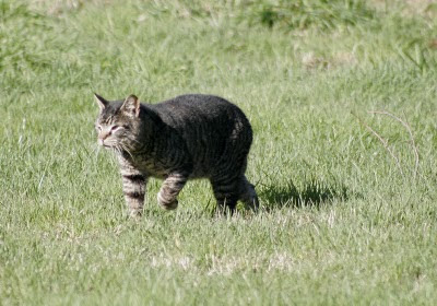 photo of Suspicious Cat, walking away pleased with himself - no cats were harmed in this exchange