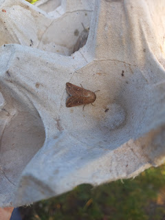 White-point Moth