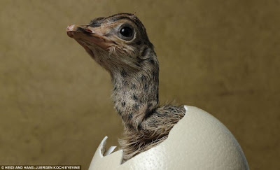 telur burung unta menetas