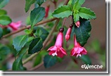 F.thymifolia3
