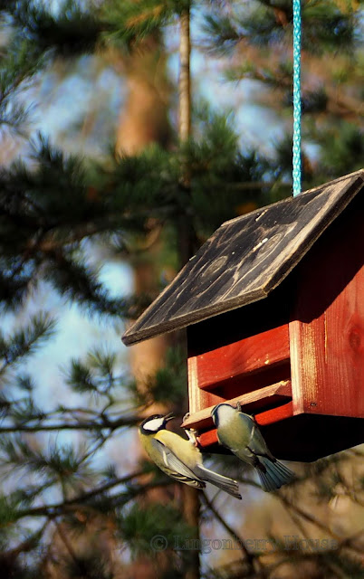 lingonberryhouse, lintu, bird, feeding, lintulauta, talvisyöttö, talvi, winter